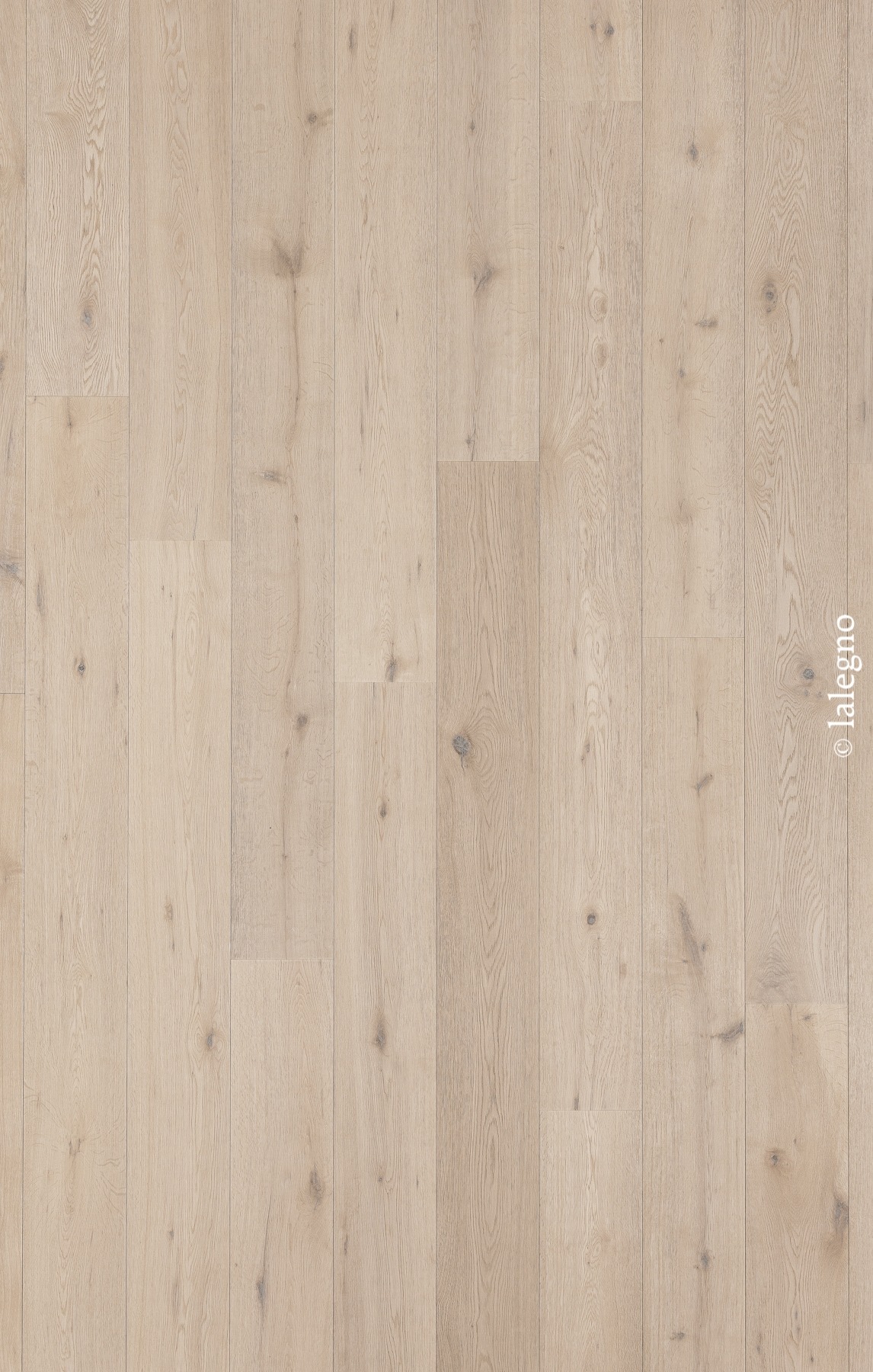 Parquet en chêne clair naturel, lames larges. Grain de bois visible, nœuds gris discrets.