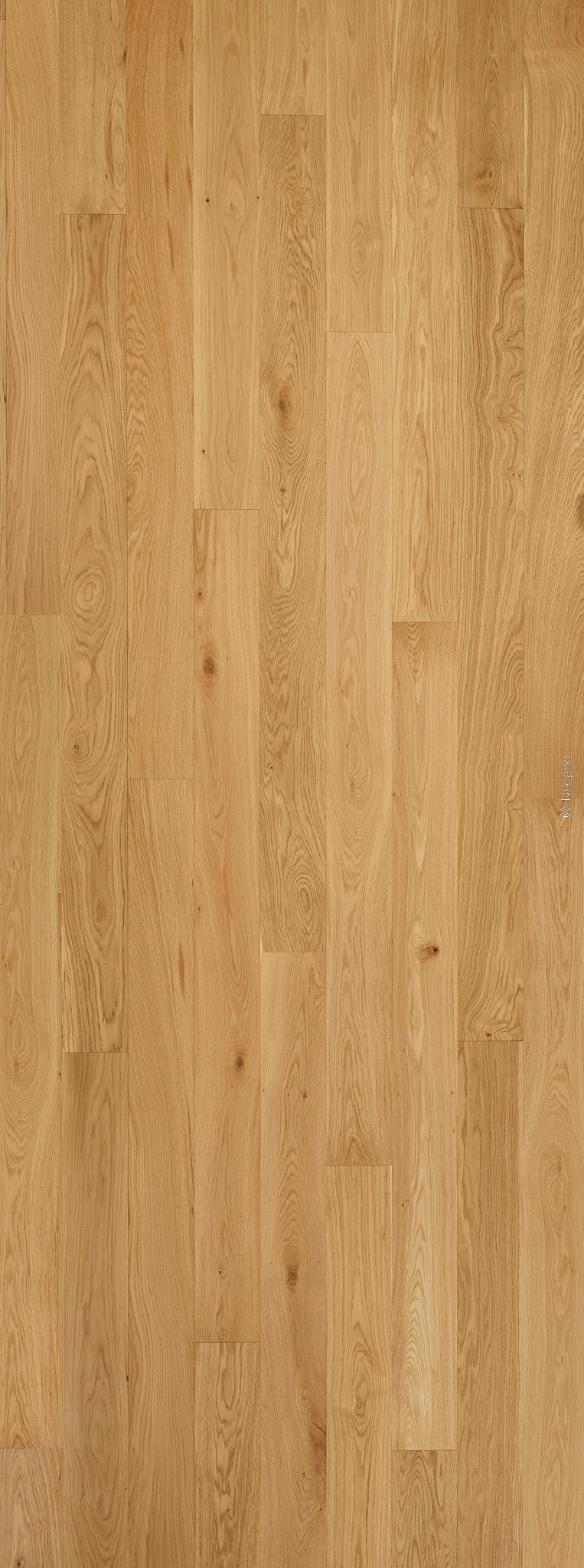 Sol en parquet de chêne naturel, couleur miel, composé de longues planches verticales claires avec grain et nœuds.